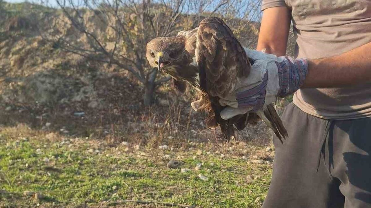Buldan'da Tarlada Bulunan Yaralı Şahin Muhtar tarafından Korunarak Tedaviye Alındı