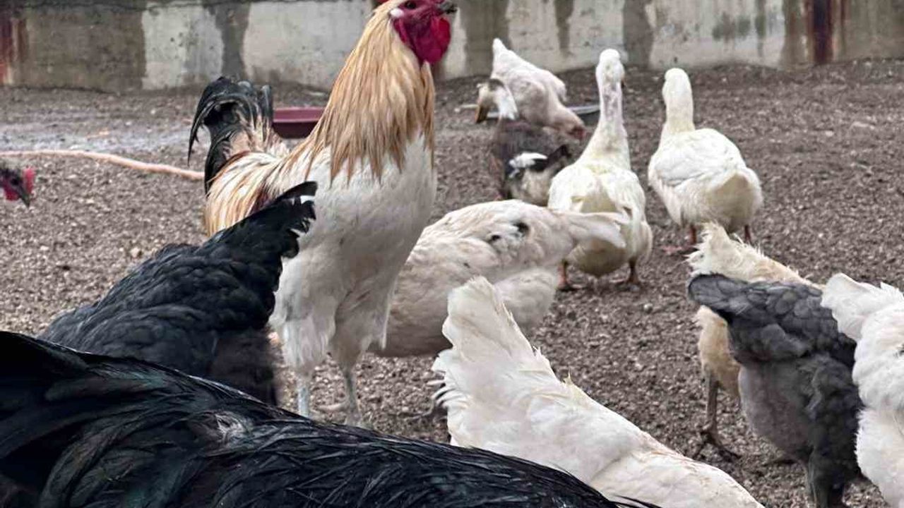 Buldan Gençlik Merkezi'nde mini hayvanat bahçesi kuruldu