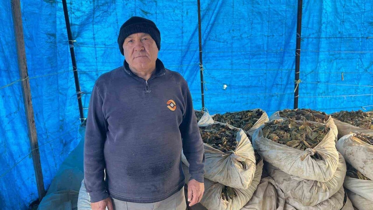 Buldan Türlübey'de Hasadı Tamamlanan Tütünler Kolilenip Satışa Hazırlanıyor