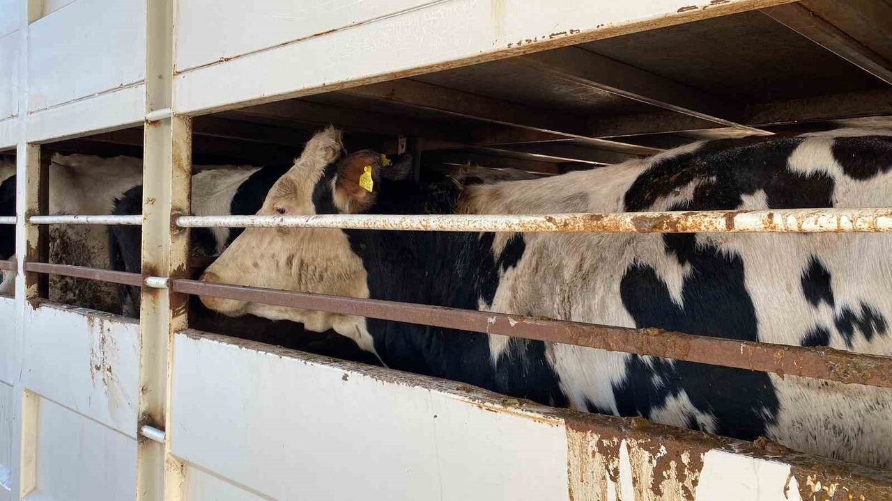 Burdur'da karantina bölgesinde küpesiz hayvan taşıyan besiciye yaklaşık 170 bin lira ceza