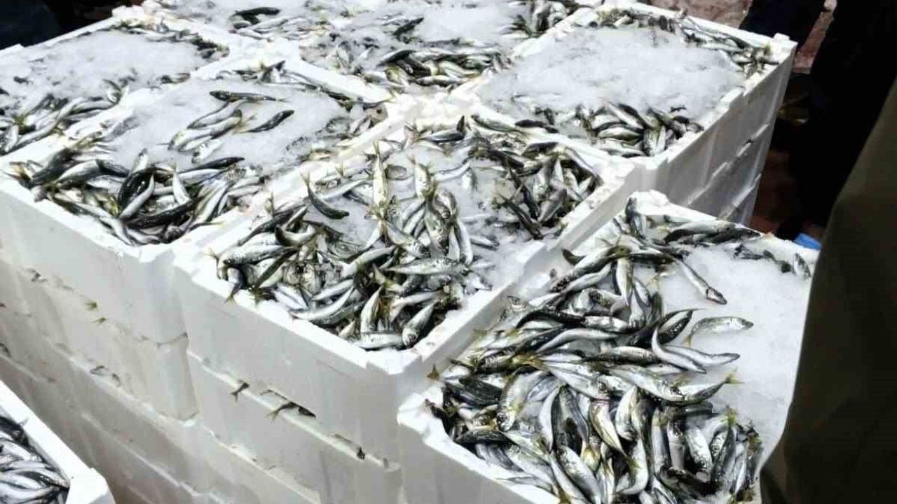 Bursa Balık Hali'nde şafak denetimi: 615 kg istavrite el konuldu, işletmelere ceza