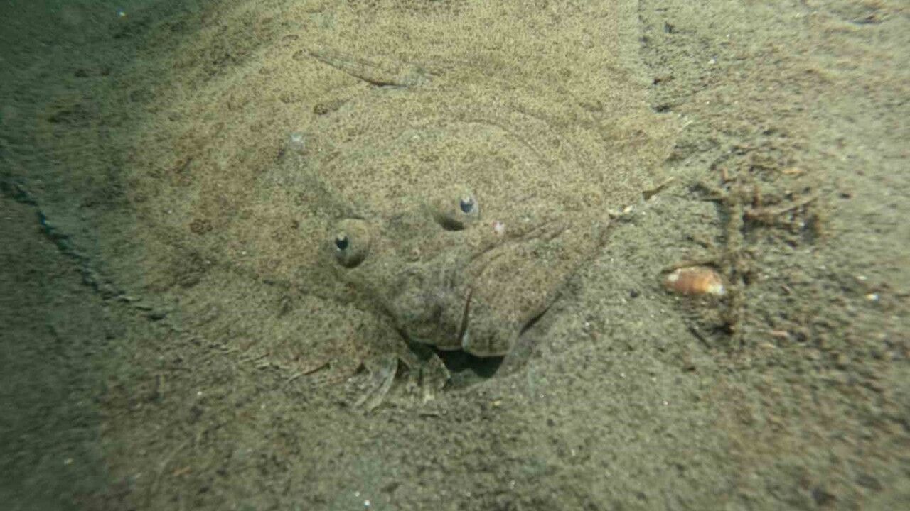 Bursa Büyükşehir, Marmara Denizi'nde 30 Noktada Ekosistem ve Kirlilik Analizi