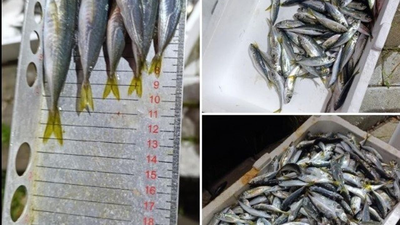 Bursa'da balık halinde denetim: Yasal boyun altında 33 kasa istavrit el konuldu