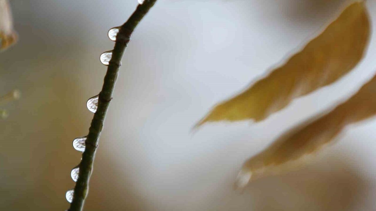 Bursa'da Hafta Sonu Yağışları Tarımı Rahatlattı: Karacabey'e Metrekareye 95 Kilogram Yağış