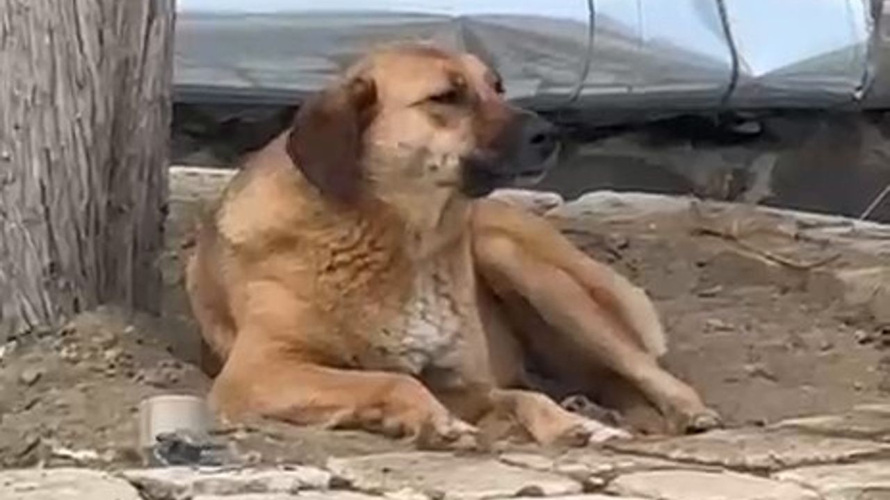 Bursa Hanlar Bölgesi'nde ezana ulayan sokak köpeği dikkat çekti