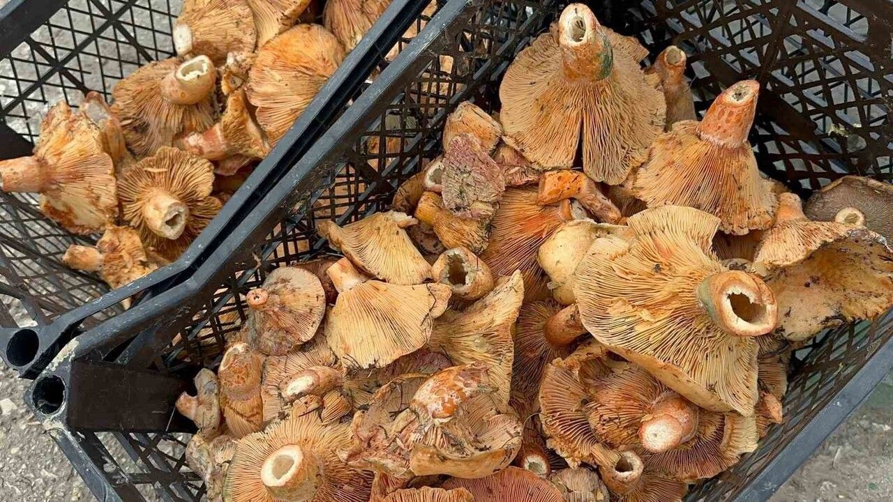 Bursa'nın dağ ilçelerinde kanlıca mantarı bolluğu: fiyat 300 liradan 100 liraya düştü
