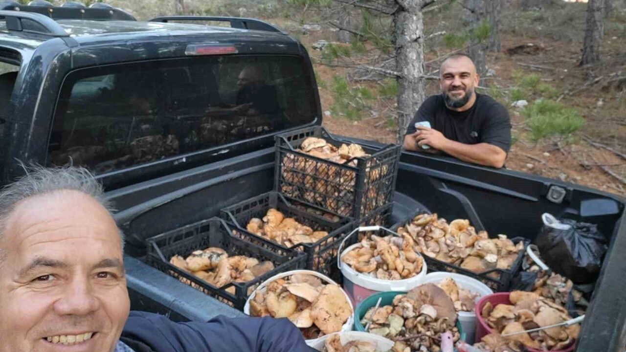 Çameli Karabayır'da yağışların ardından cintar sezonu canlandı