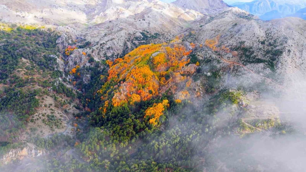 Çameli’nin titrek kavak ormanları sonbaharda renk cümbüşü sunuyor
