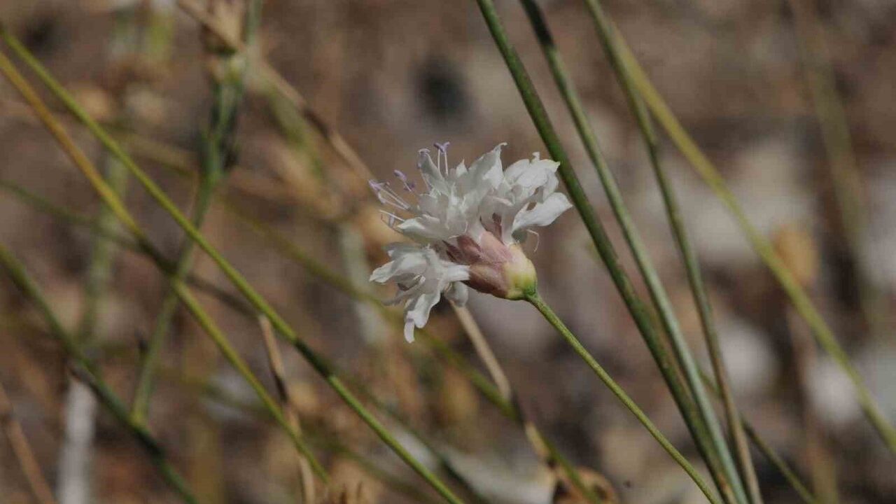 Çameli pelemiri (Cephalaria cameliensis) Türkiye florasına kazandırıldı