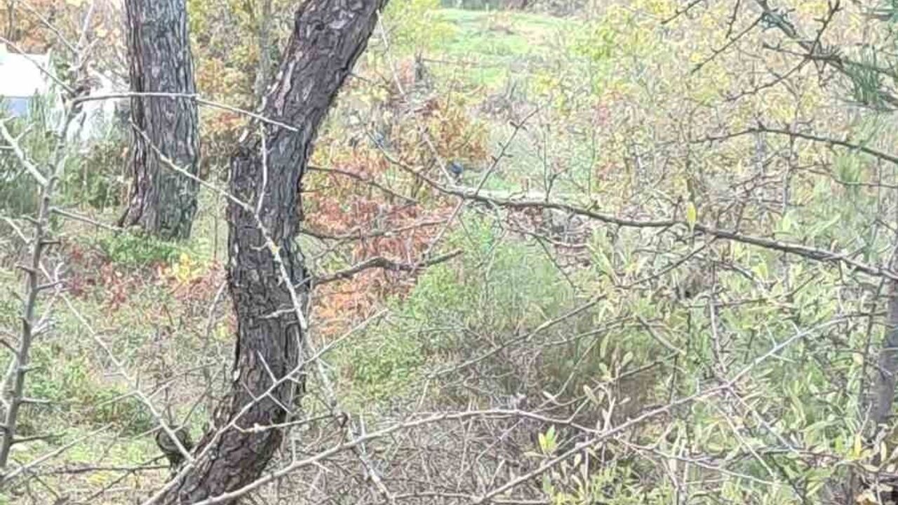 Çan'da Kaybolan Alzheimer Hastası Şefika Avcı (90) Ölü Bulundu