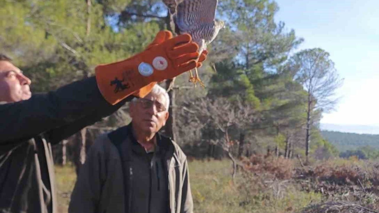 Çanakkale'de Yaralı Atmaca Tedavi Edilip Doğaya Salındı
