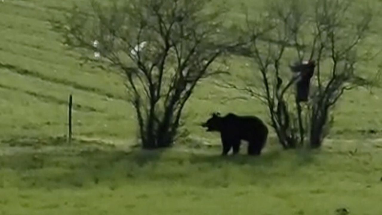 Çanakkale Lapseki'de köy yoluna inen ayı cep telefonu kamerasına yansıdı
