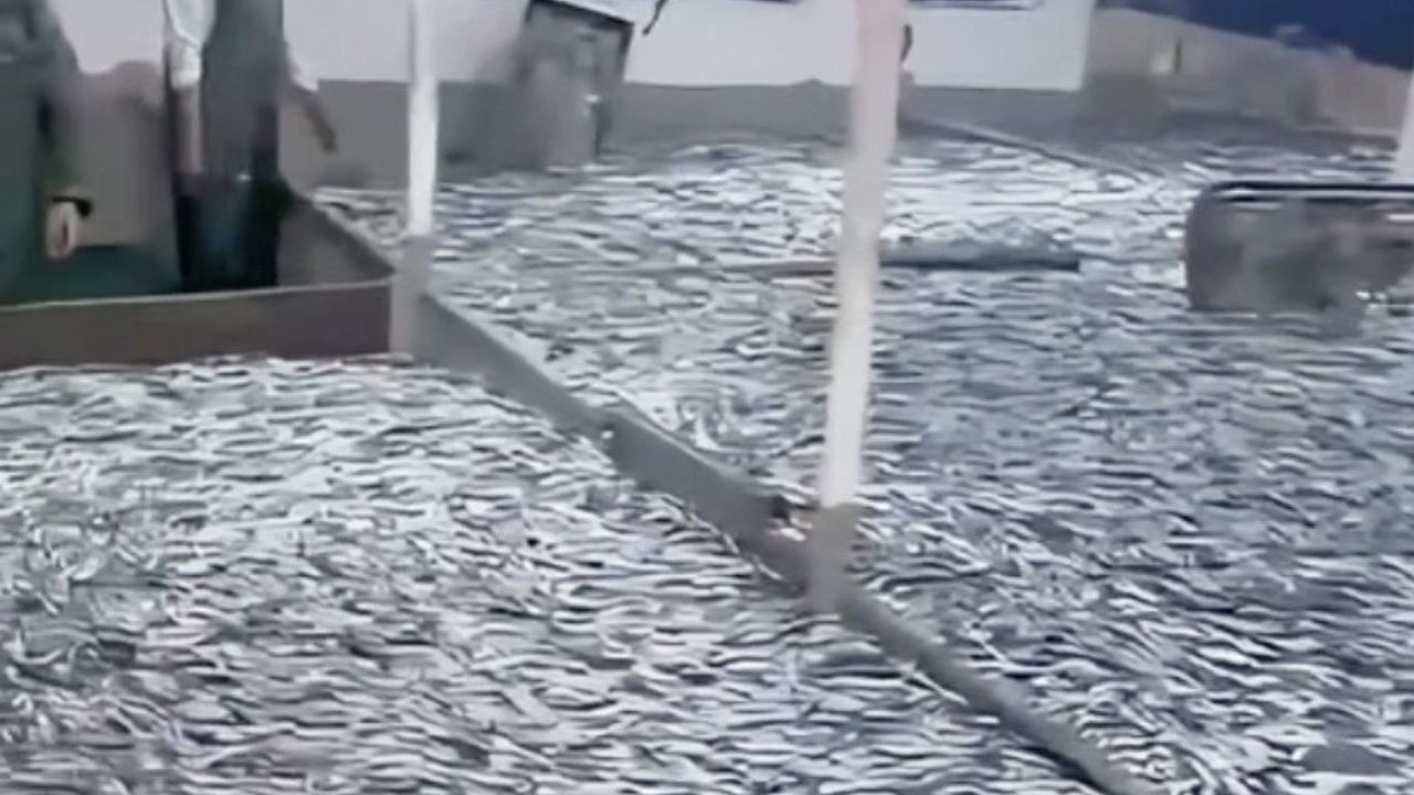 Çanakkaleli balıkçılar sezondan memnun: Hamside toparlanma, istavrit göçü için Ocak ortası işareti