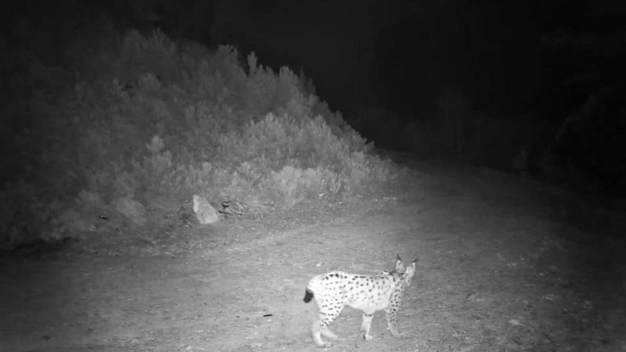 Çankırı'da fotokapanlar nesli tehlikedeki vaşakları görüntüledi