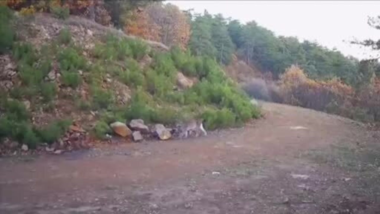 Çankırı'da fotokapanlar nesli tehlikedeki vaşakları görüntüledi