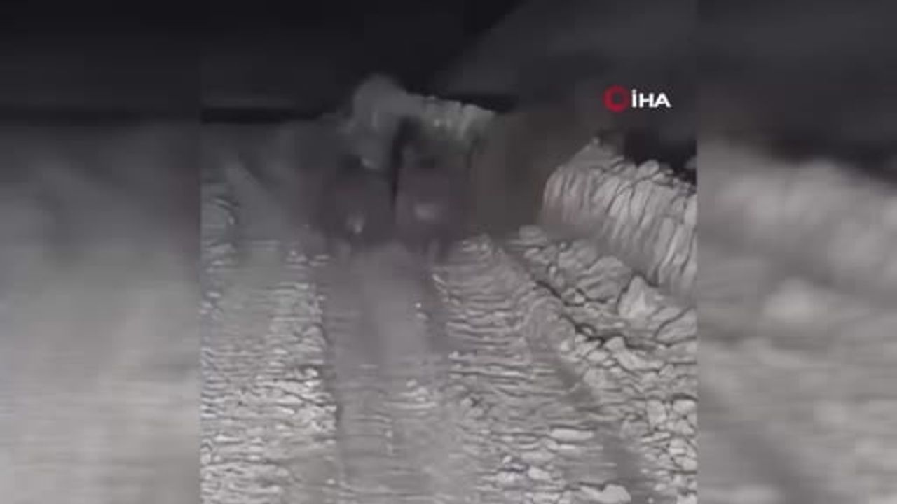 Çankırı Ilgaz'da kış uykusuna yatamayan ayılar yol küreme ekiplerince görüntülendi