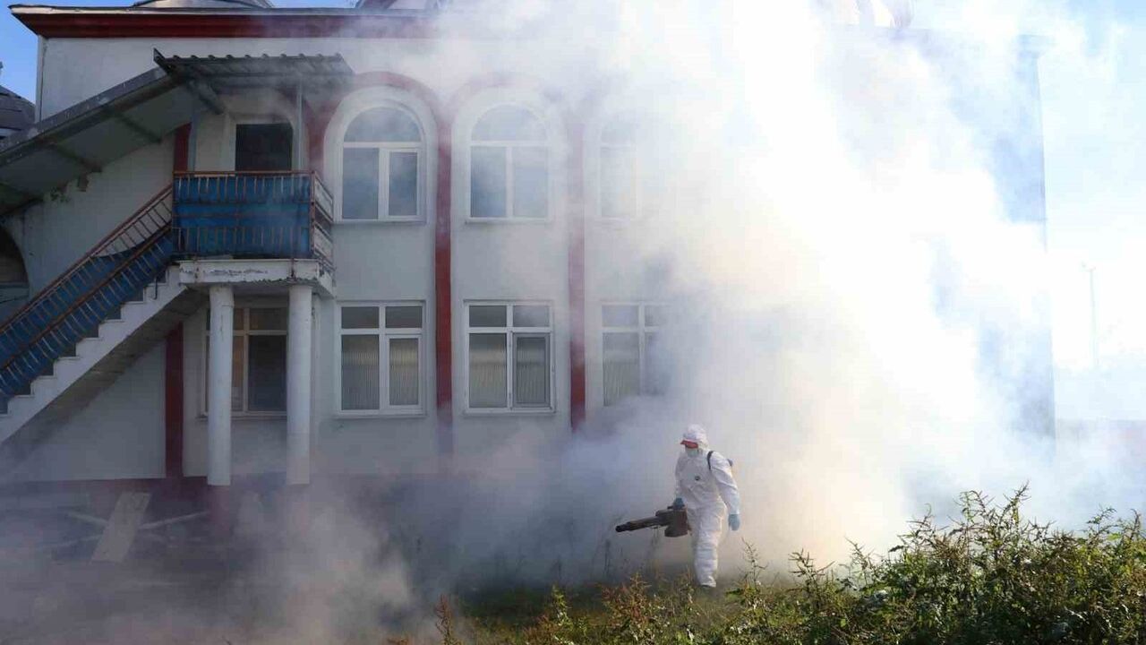 Çarşamba'da kahverengi kokarca kışlak mücadelesi sürüyor