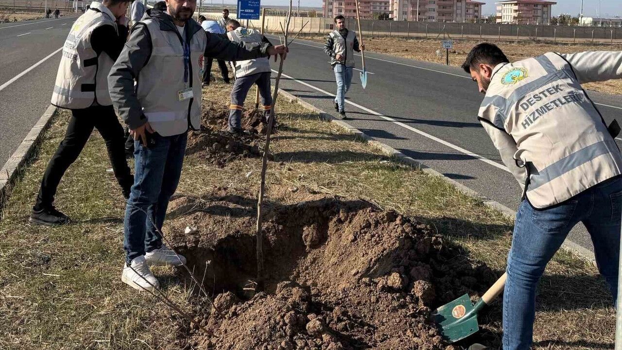 Cizre-Havalimanı Yolundaki Refüjler 450 Fidanla 'Geleceğe Nefes' İçin Yeşillendirildi