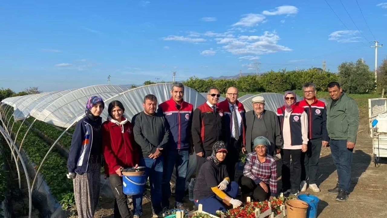 Coğrafi İşaretli Sultanhisar Çileği'nde 2025 Hasadı Başladı