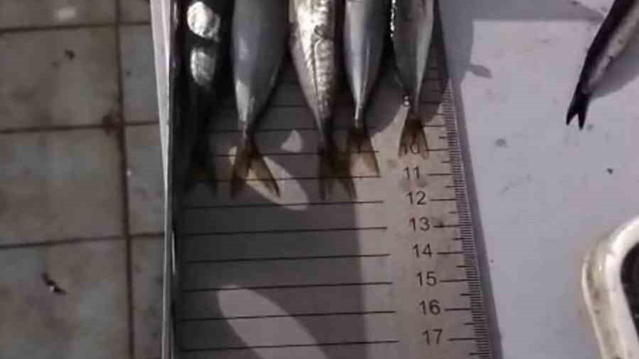 Çorlu’da CİMER ihbarı üzerine küçük boy balık satan iş yerine işlem uygulandı