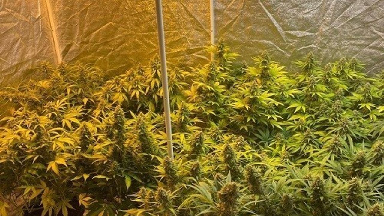 Çorum’da jandarmadan köy evine operasyon: Bahçedeki çadırda 10 kök skunk ele geçirildi