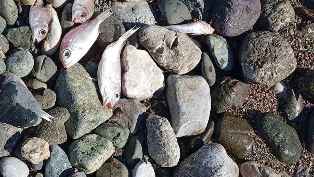 Datça Burgaz'ta çok sayıda ölü balık sahile vurdu