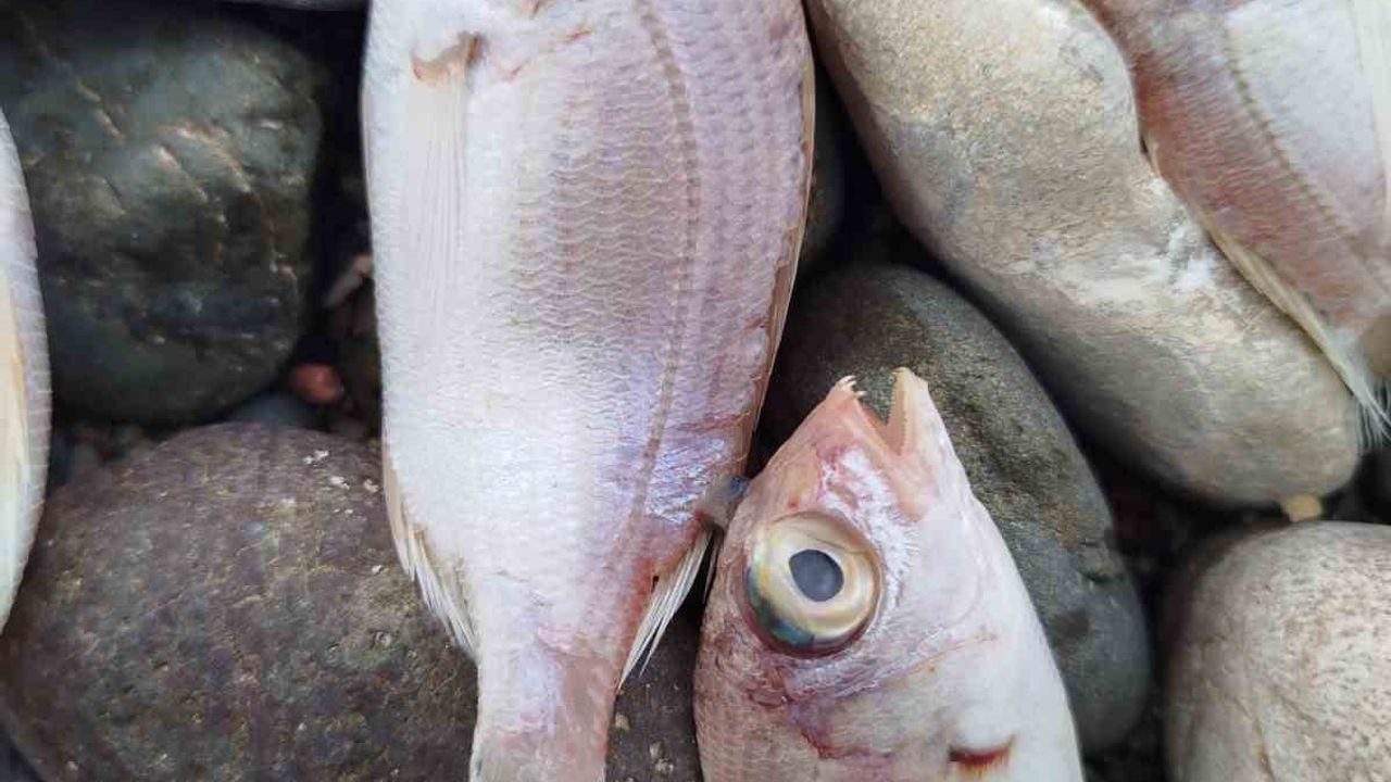 Datça'da Sahile Vuran Ölü Balıklar: İncelemelerde Halk Sağlığına Tehlike Bulunmadı