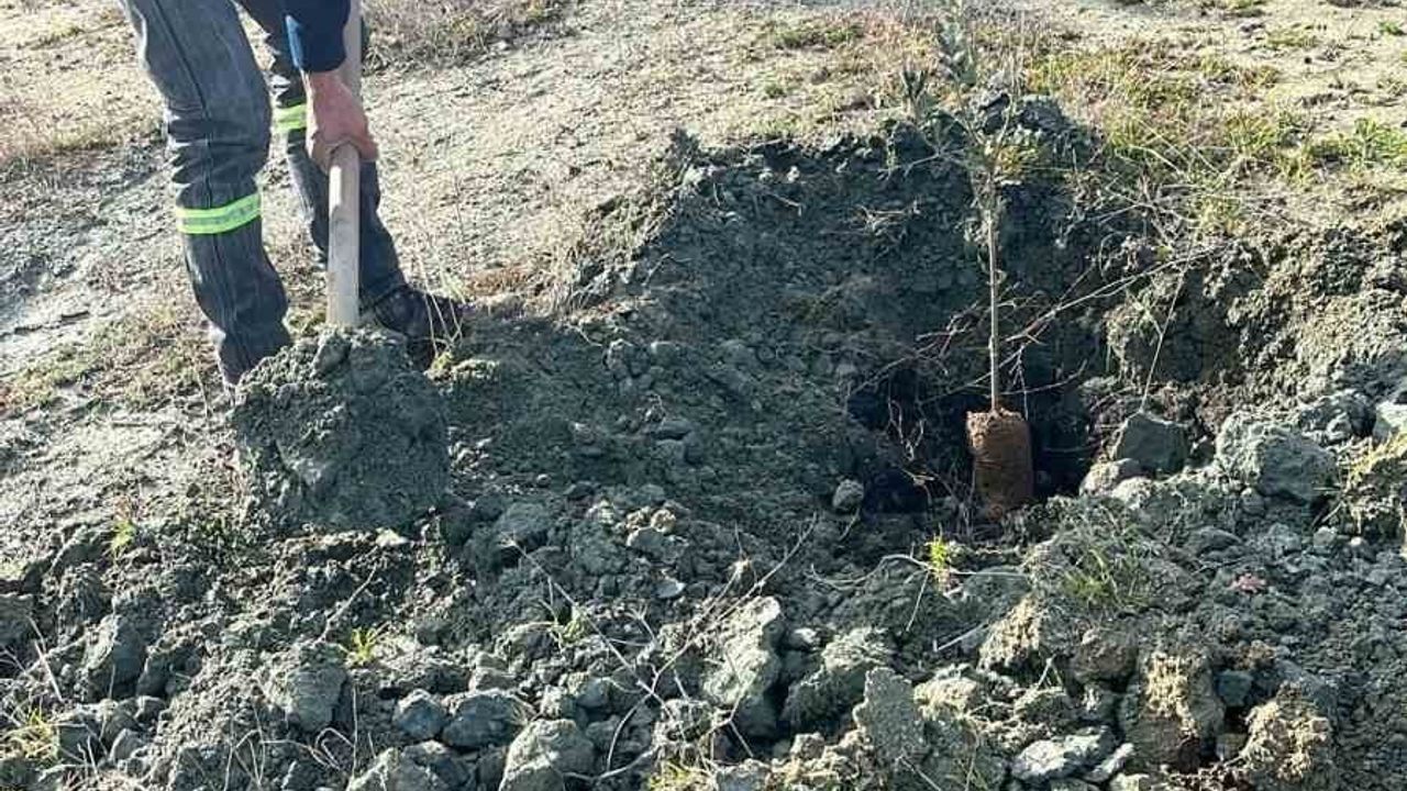 Demirci'de Atıl Belediye Arazileri Zeytin, Ceviz ve Bademle Tarıma Kazandırılıyor