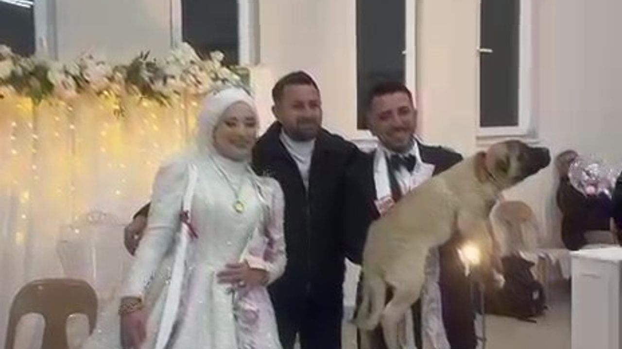 Denizli'de düğün takısına 100 bin TL değerinde Anadolu çoban köpeği verildi