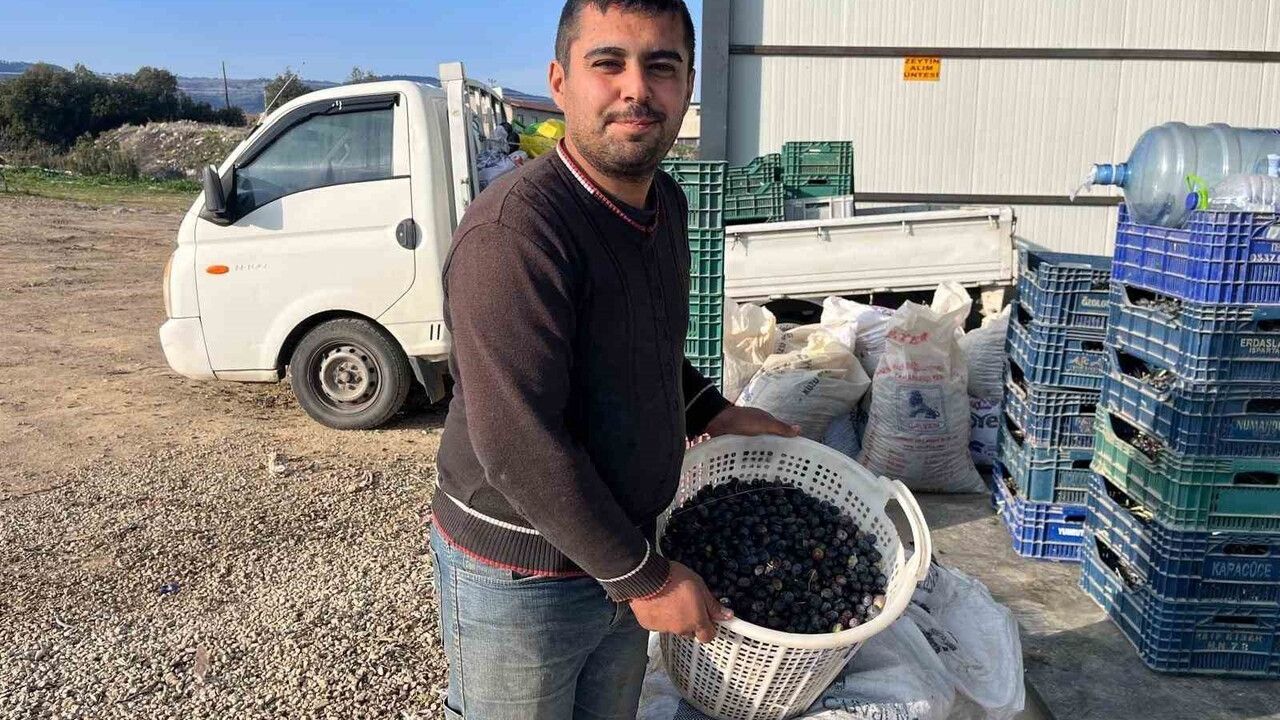 Denizli’de zeytin hasadı sürüyor: Buldan Delice’de Gemlik zeytinleri saatte zeytinyağına dönüşüyor
