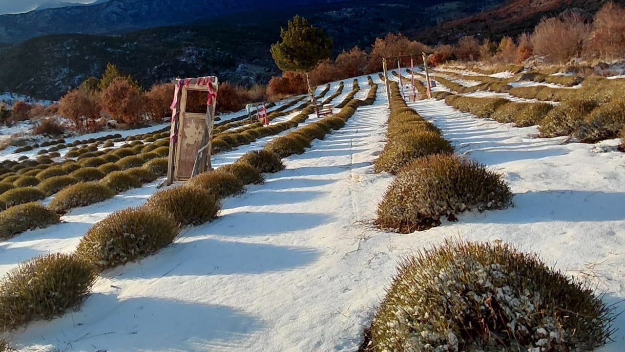 Derebucak’ta kar yağışı lavanta tarlalarını beyaza bürüdü, barajda su seviyesi yükseldi