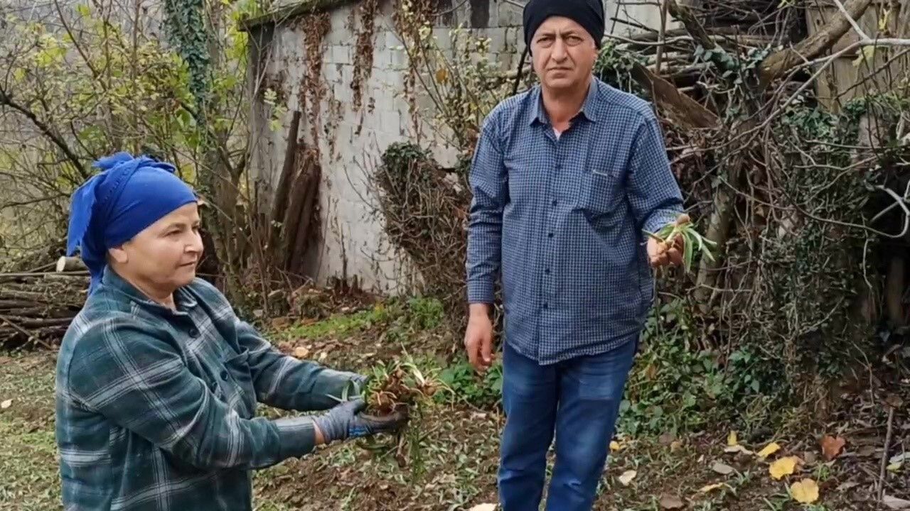 Devrek’te salep fidelerinin dikimine başlandı: Emekli çiftin dört yıllık üretim deneyimi