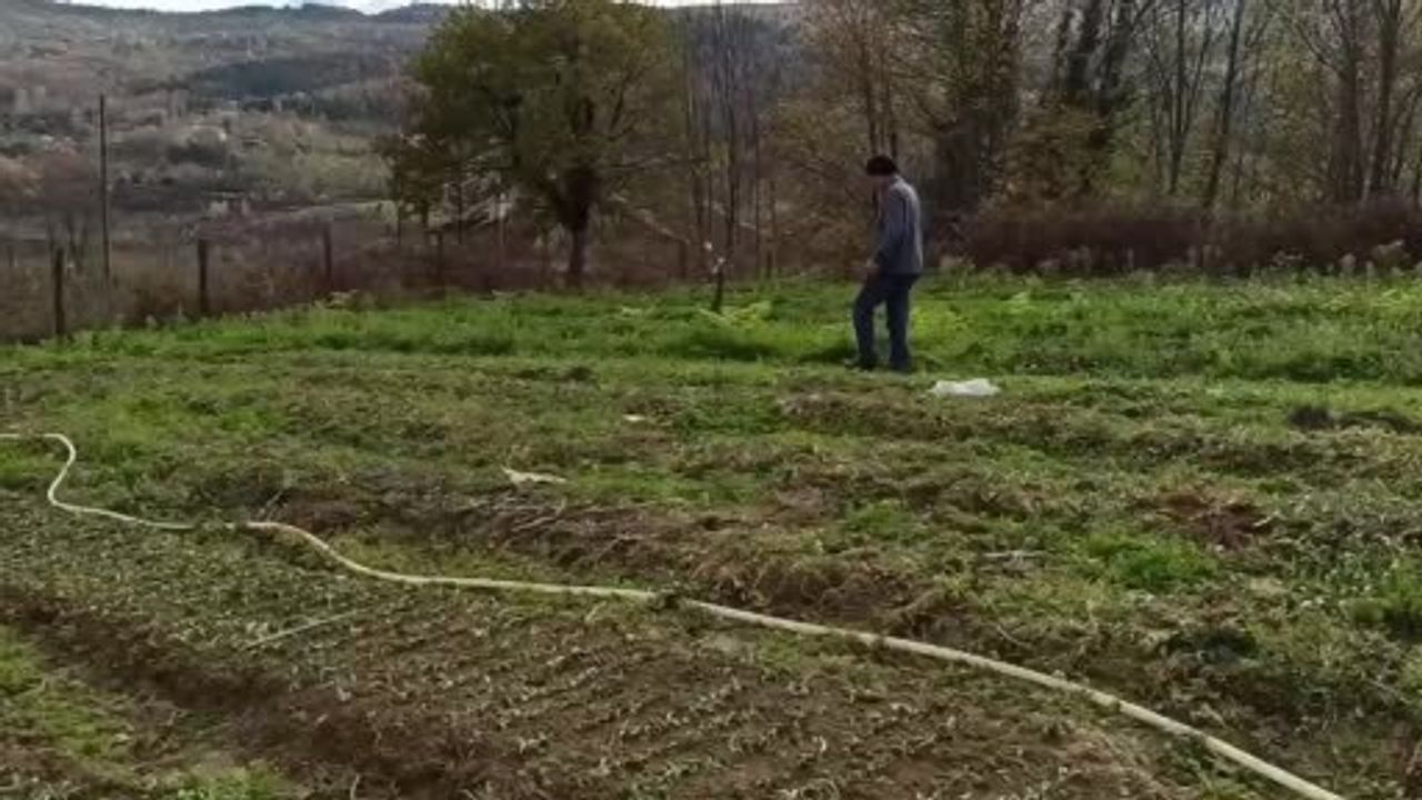 Devrek’te salep fidelerinin dikimine başlandı: Musa ve Emine Abalı örneği