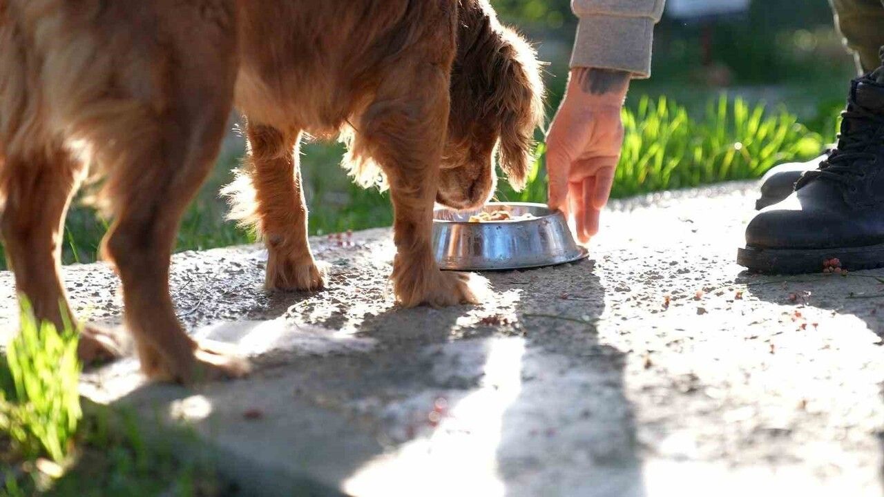 Didim'de gıda atıkları sokak hayvanları için mamaya dönüştürülüyor
