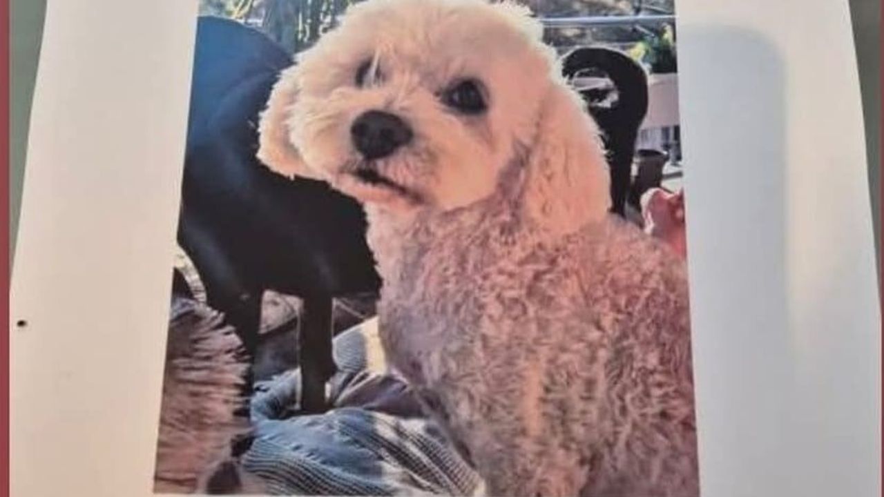 Didim'de kaybolan köpeğini arıyor: İngiliz uyruklu Gail Wright 10 bin TL ödül ilan etti