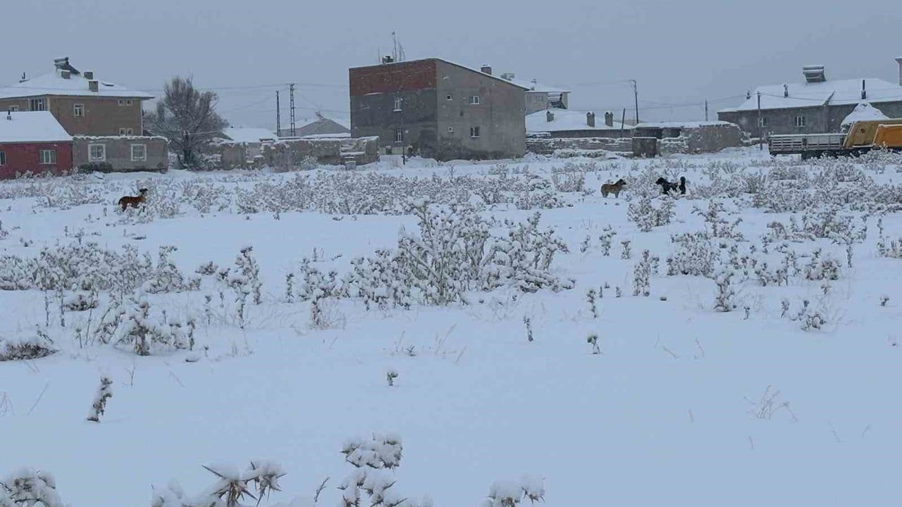 Diyadin’de kışın artan başıboş köpek sorunu öğrencileri tedirgin ediyor