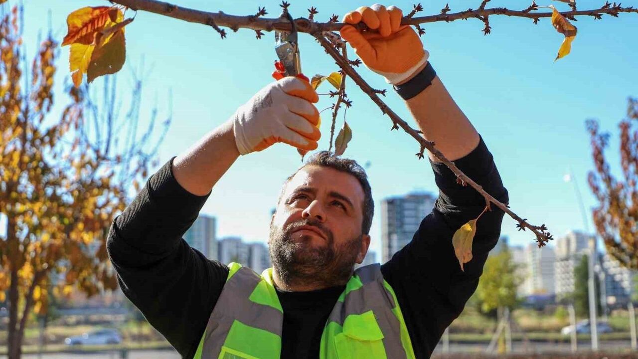 Diyarbakır Büyükşehir Belediyesi, hastalıklı ağaçlarda doğal yöntemlerle onarım uyguluyor