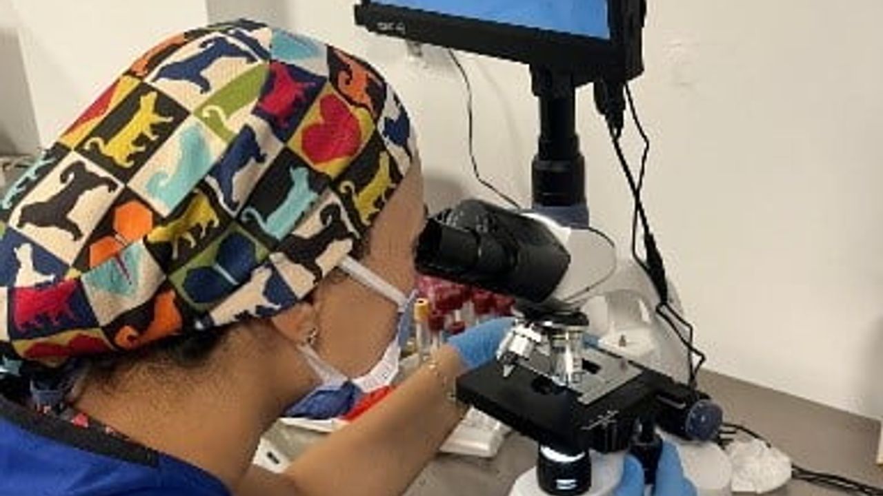 Diyarbakır Büyükşehir Hayvan Bakımevi 2025’te 10.230 ihbara müdahale etti