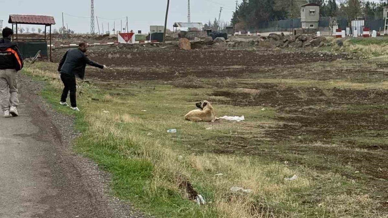 Diyarbakır Çınar'da Sokak Hayvanlarına 4 bin 500 Oral Kuduz Aşısı Uygulandı