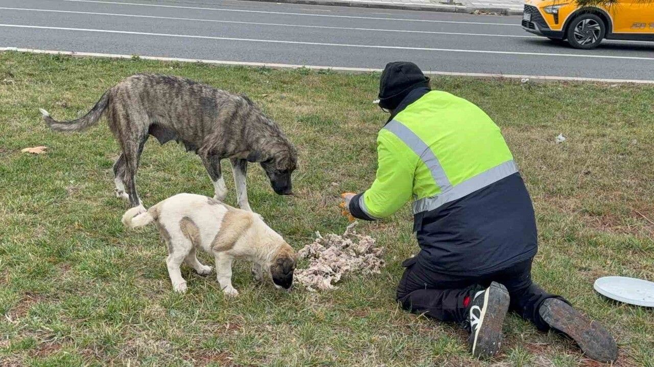 Diyarbakır’da Sokak Hayvanlarının Sessiz Kahramanı: Kadir Aydoğmuş’un Besleme Çabası