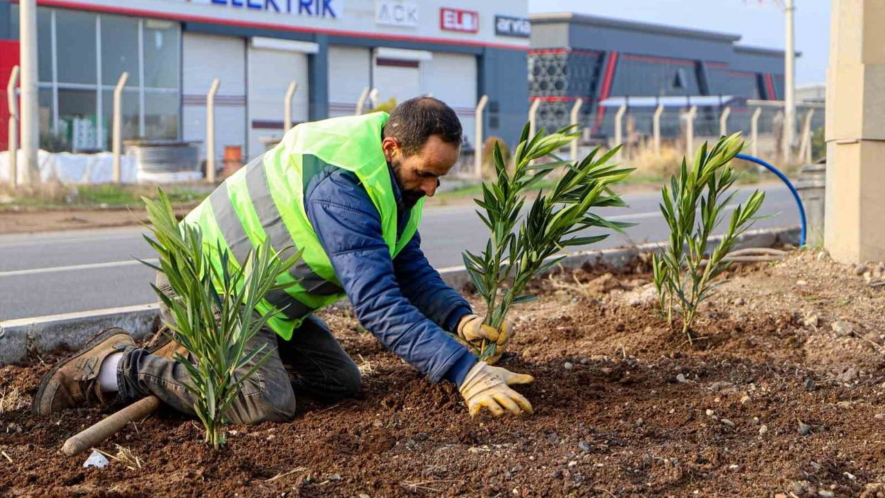 Diyarbakır Mardin Yolu'nda 14 kilometrelik refüj ve kaldırımlar ağaçlandırılıyor