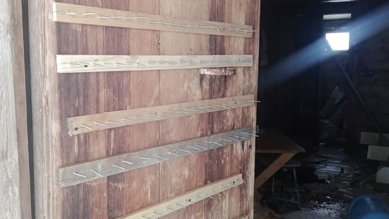 Doğu Karadeniz'de ayılar kış uykusuna yatmadı: Trabzon Küçük Yayla'da yayla evlerine ağır hasar