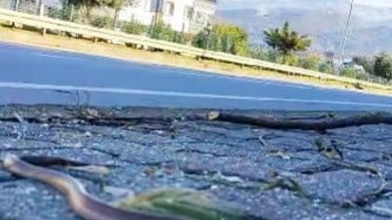 Doğu Karadeniz'de yılan hareketliliği: Trabzon ve Artvin'de sahil yakınlarında görüntülendi