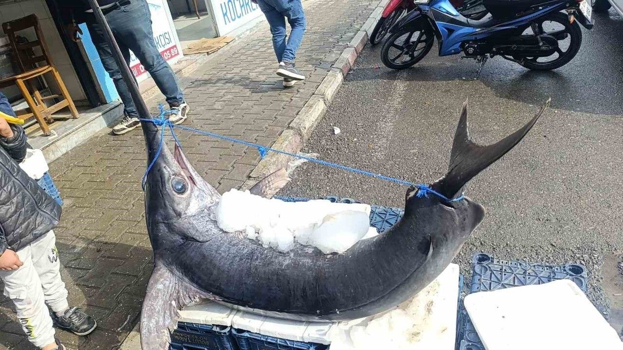 Dörtyol açıklarında 138 kilogramlık, yaklaşık 3 metre kılıç balığı tezgâhın ilgi odağı oldu