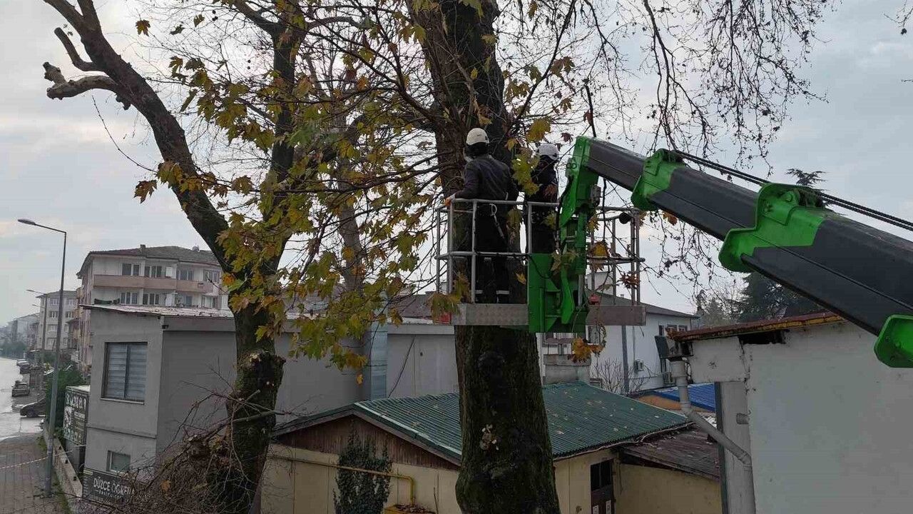 Düzce Belediyesi ana arterlerde kışlık ağaç budama çalışmalarını sürdürüyor