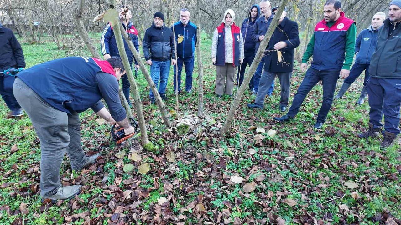 Düzce'de fındık verim ve kalitesini artırmaya yönelik budama eğitimleri sürüyor