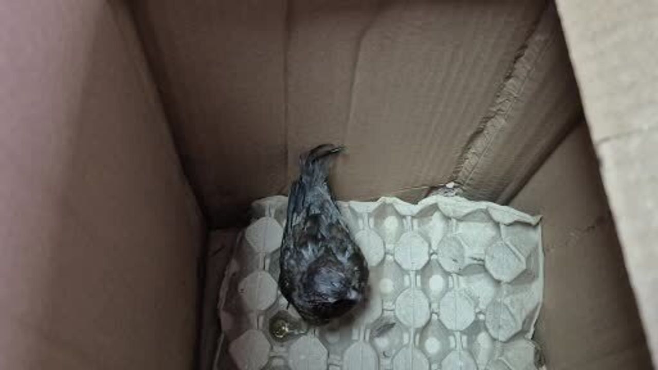 Düzce'de yol kenarında bulunan kumruya duyarlı müdahale: Vatandaş kuşu veterinere teslim etti