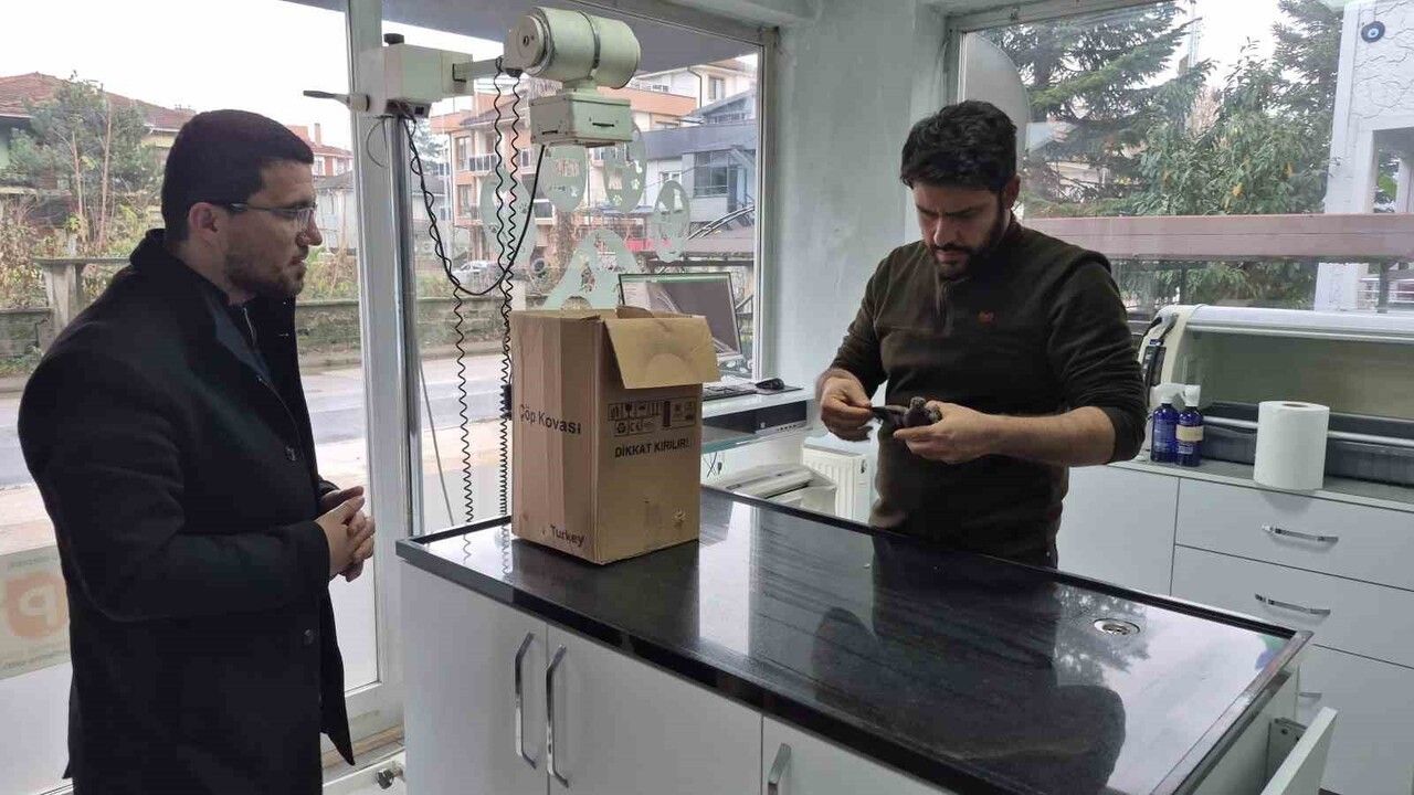 Düzce'de yol kenarında bulunan uçamayan kumru veteriner kliniğine teslim edildi