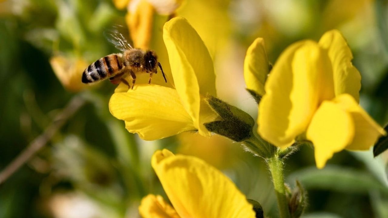 Eber Sarısı'nın Korunması: Doğa Koruma ve Milli Parklar Afyonkarahisar 5. Bölge Müdürlüğü'nden Tür Eylem Planı Çağrısı