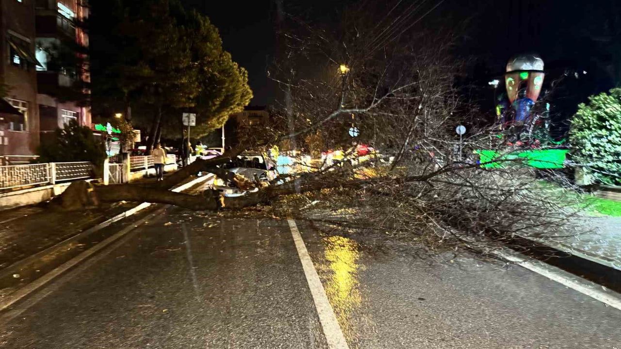 Edirne 1. Murat Mahallesi'nde Seyir Halindeki Otomobilin Üzerine Ağaç Devrildi